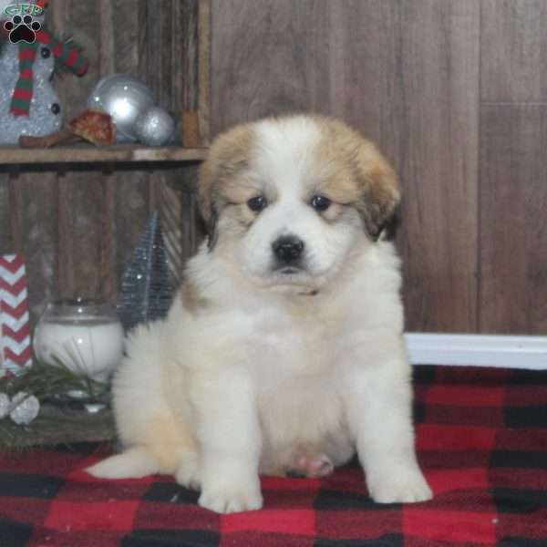 Rusty, Great Pyrenees Puppy